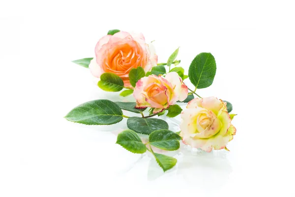 Ροζ όμορφα τριαντάφυλλα του καλοκαιριού σε λευκό φόντο — Φωτογραφία Αρχείου