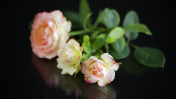 Розовые красивые летние розы на черном фоне — стоковое видео