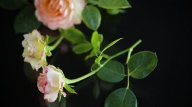 Siyah arka planda pembe güzel yaz gülleri