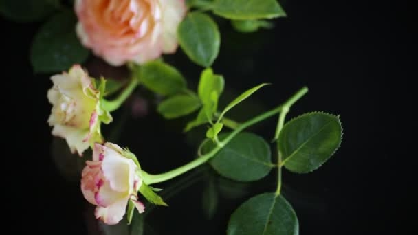 Rosa hermosas rosas de verano sobre fondo negro — Vídeos de Stock