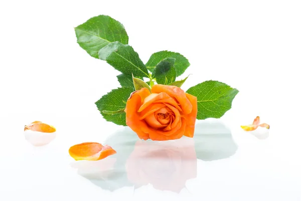 Bright orange rose with green leaves, on a white background — Stock Photo, Image