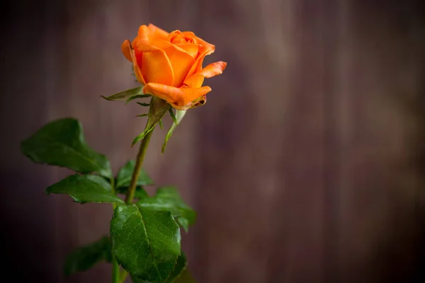 Jedna piękna pomarańczowa róża na drewnianym stole — Zdjęcie stockowe