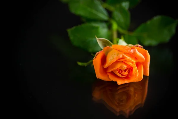 Rosa laranja brilhante com folhas verdes, em um fundo preto — Fotografia de Stock