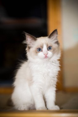 İki aylık Ragdoll yavrusu evde.