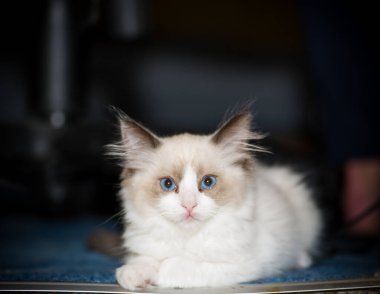 İki aylık Ragdoll yavrusu evde.