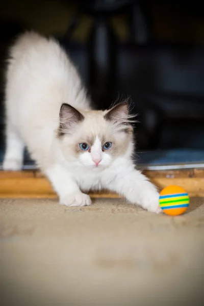 Два місяці кошеня Раґулли вдома — стокове фото