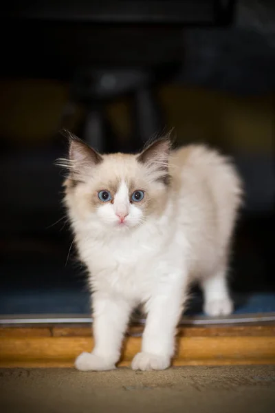 Двухмесячный котенок Ragdoll дома — стоковое фото