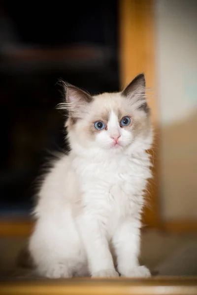 Två månader gammal Ragdoll kattunge hemma — Stockfoto