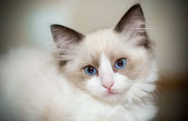 Twee maanden oud Ragdoll kitten thuis — Stockfoto