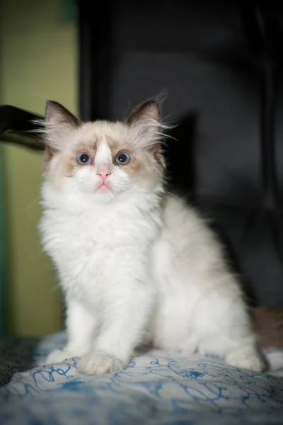 Dois meses de idade Ragdoll gatinho em casa — Fotografia de Stock