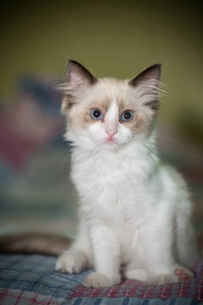 Zwei Monate altes Ragdoll-Kätzchen zu Hause — Stockfoto