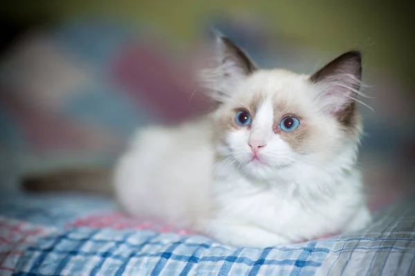 Dos meses viejo ragdoll gatito en casa —  Fotos de Stock
