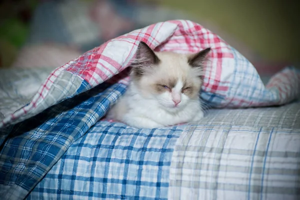 Dois meses de idade Ragdoll gatinho em casa — Fotografia de Stock