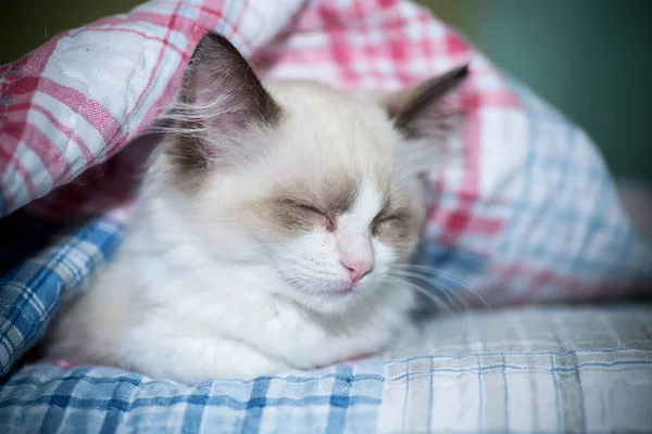 Dos meses viejo ragdoll gatito en casa — Foto de Stock