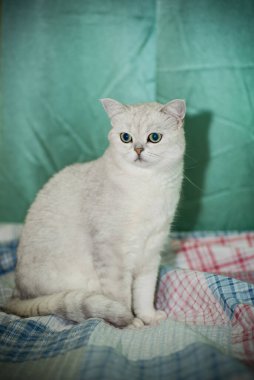 Yetişkin kedi soyağacı İskoç çinçillası düz kulaklar