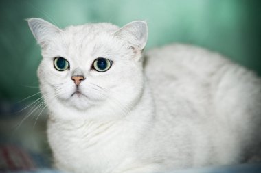Yetişkin kedi soyağacı İskoç çinçillası düz kulaklar
