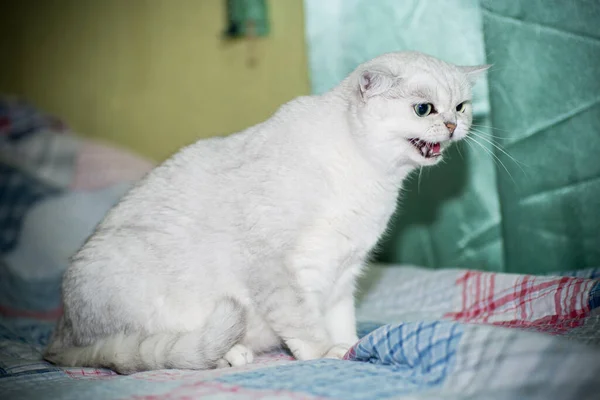 Dewasa kucing keturunan chinchilla Skotlandia telinga lurus — Stok Foto