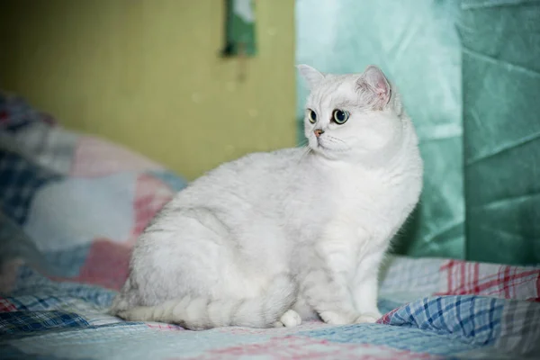 Gato adulto pedigrí escocés chinchilla orejas rectas — Foto de Stock