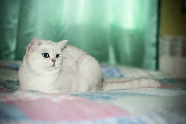 Gato adulto pedigrí escocés chinchilla orejas rectas — Foto de Stock