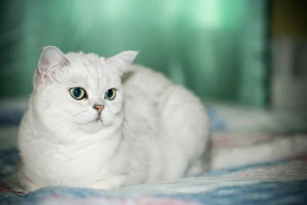 Volwassen kat stamboom Schotse chinchilla rechte oren — Stockfoto