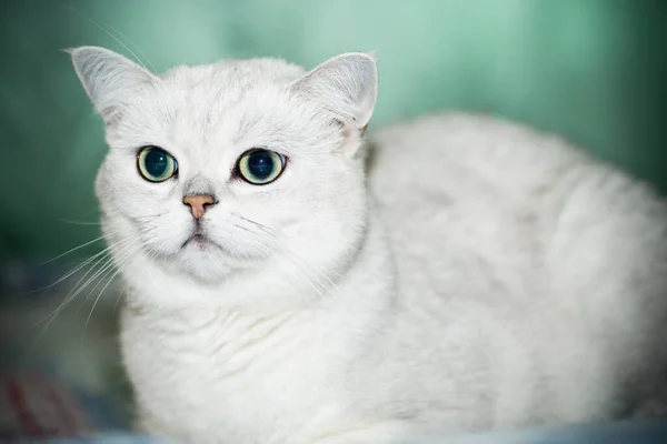 Gato adulto pedigrí escocés chinchilla orejas rectas — Foto de Stock