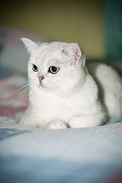 Gato adulto pedigrí escocés chinchilla orejas rectas — Foto de Stock