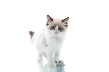 İki aylık Ragdoll yavrusu evde.