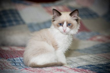İki aylık Ragdoll yavrusu evde.