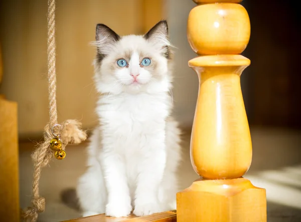 Двухмесячный котенок Ragdoll дома — стоковое фото