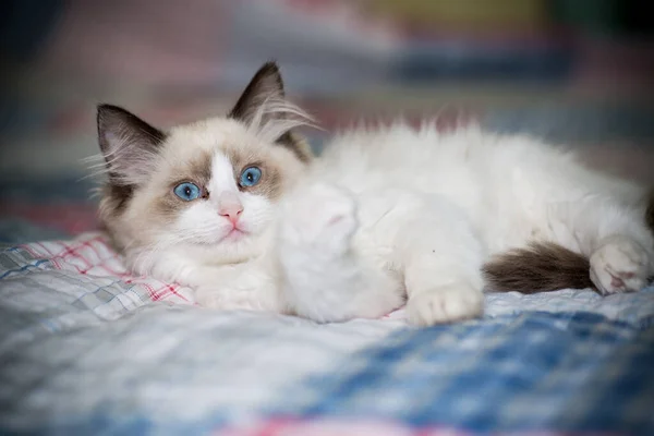 Zwei Monate altes Ragdoll-Kätzchen zu Hause — Stockfoto