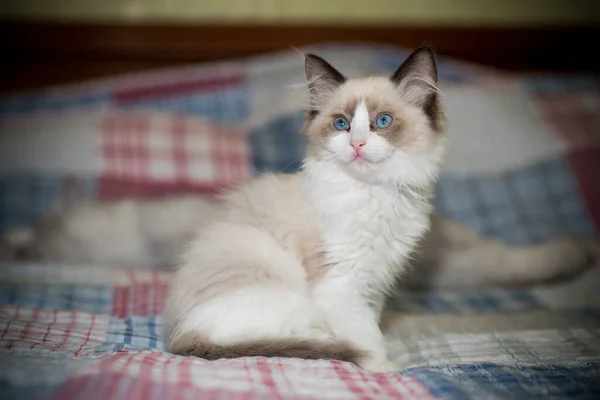 Zwei Monate altes Ragdoll-Kätzchen zu Hause — Stockfoto