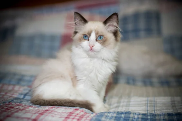 Két hónapos Ragdoll cica otthon — Stock Fotó