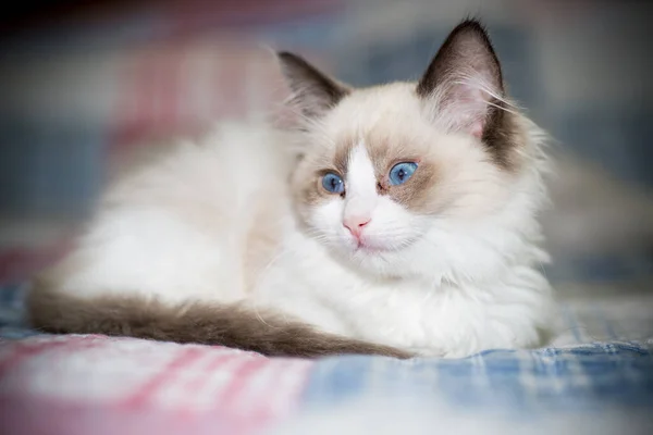 Två månader gammal Ragdoll kattunge hemma — Stockfoto