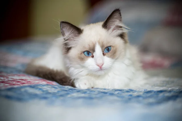 Dos meses viejo ragdoll gatito en casa —  Fotos de Stock