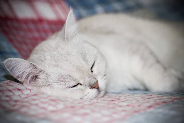 Vuxna katt härstamning skotsk chinchilla raka öron — Stockfoto