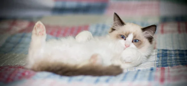 Dos meses viejo ragdoll gatito en casa — Foto de Stock