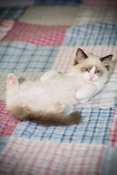 Dos meses viejo ragdoll gatito en casa — Foto de Stock