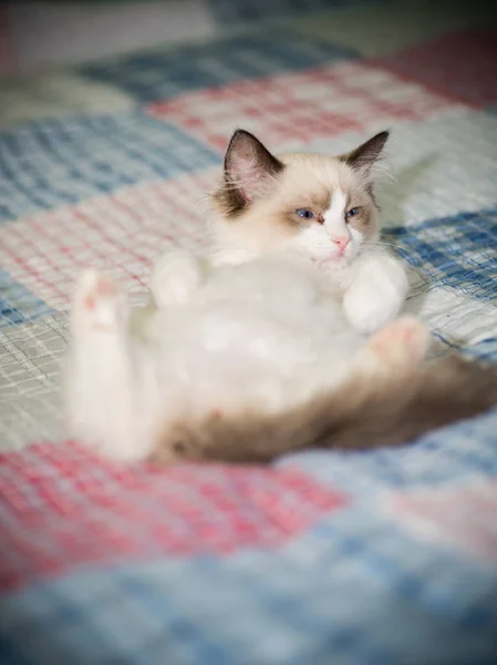 Kahden kuukauden ikäinen Ragdoll kissanpentu kotona — kuvapankkivalokuva