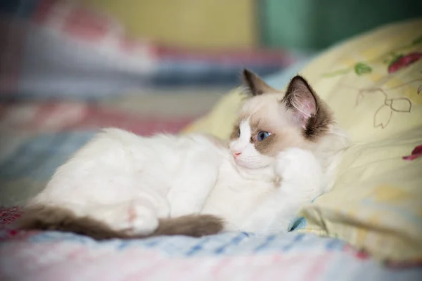 Dva měsíce staré Ragdoll kotě doma — Stock fotografie