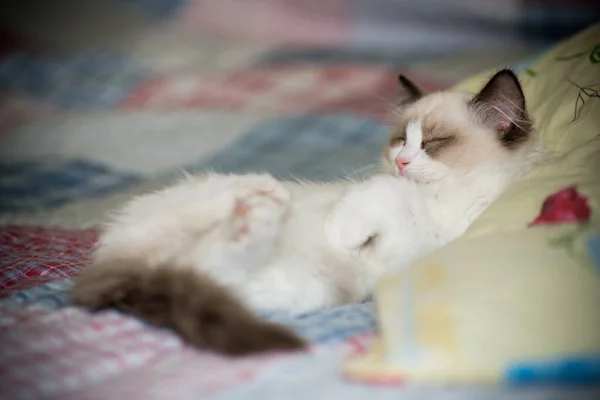 İki aylık Ragdoll yavrusu evde. — Stok fotoğraf