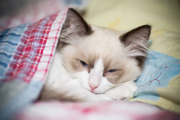 Two month old Ragdoll kitten at home — Stock Photo, Image
