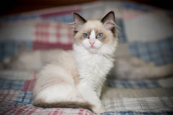 Два місяці кошеня Раґулли вдома Ліцензійні Стокові Зображення