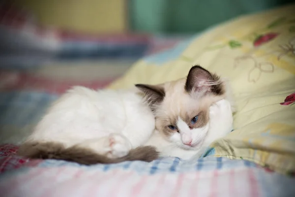 Chaton Ragdoll de deux mois à la maison Images De Stock Libres De Droits