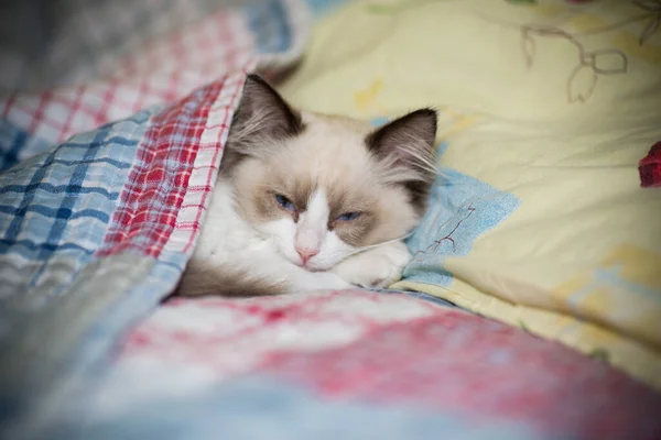 Zwei Monate altes Ragdoll-Kätzchen zu Hause Stockfoto