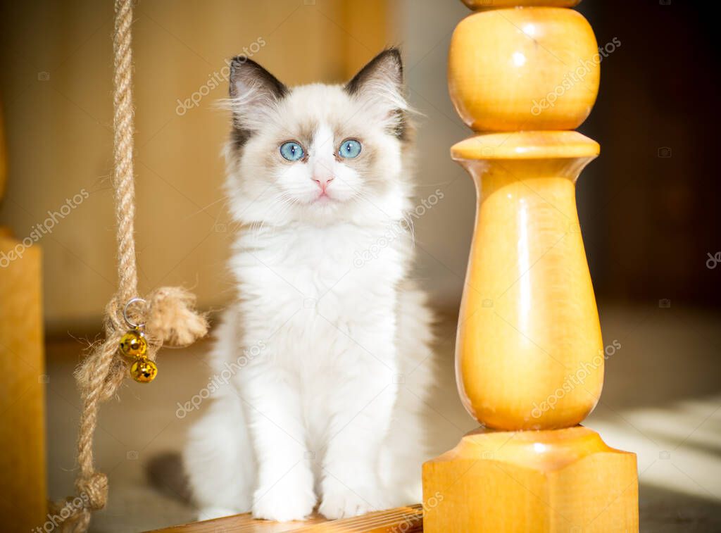 two month old Ragdoll kitten at home