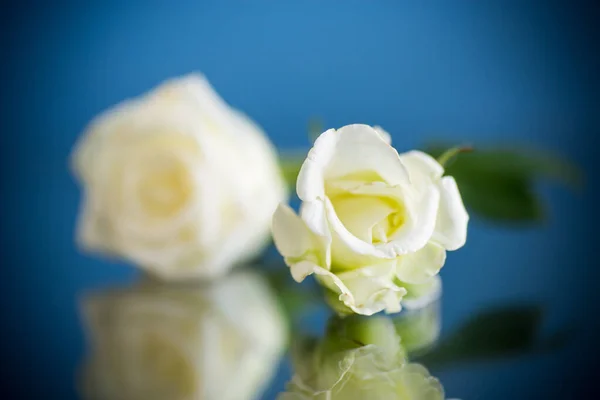Белая красивая роза на синем фоне — стоковое фото