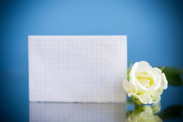Rosa hermosa blanca sobre un fondo azul — Foto de Stock