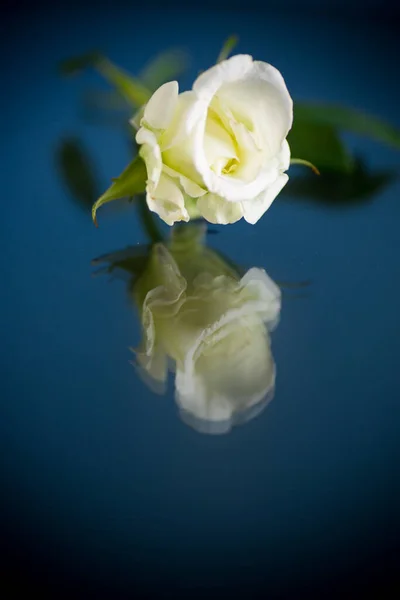 Белая красивая роза на синем фоне — стоковое фото