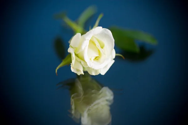 Mawar putih yang indah di latar belakang biru Stok Gambar