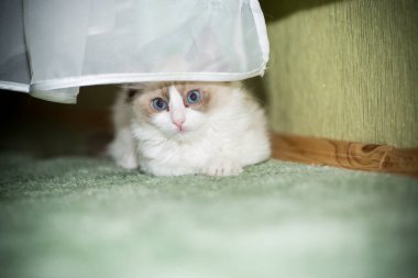 İki aylık Ragdoll yavrusu evde.